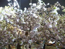 DVC00035_20100503224111.jpg