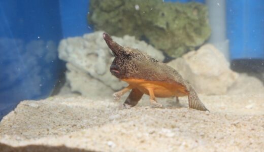 サンシャインシティ