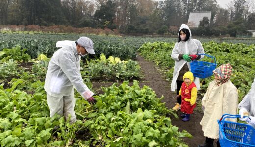 野菜収穫体験＠愛彩ファーム（千葉県）