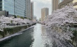 目黒川では桜が満開