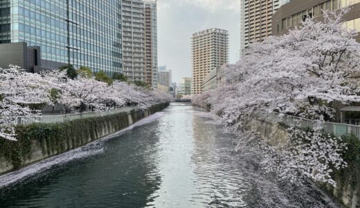 目黒川では桜が満開