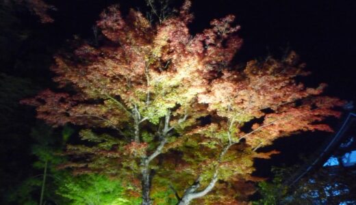 京都の紅葉(高台寺)